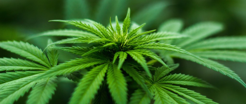 Cannabis plant